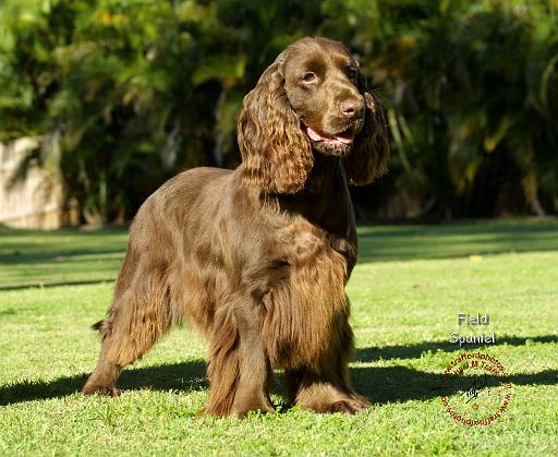 Field Spaniel 9P018D-046.JPG